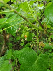Ribes hudsonianum
