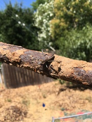 Leptoglossus zonatus