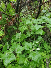 Ribes hudsonianum