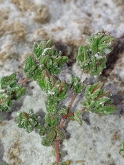 Frankenia boissieri