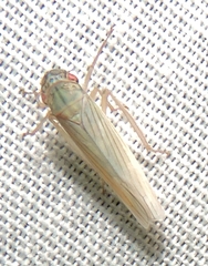 Cofana spectra