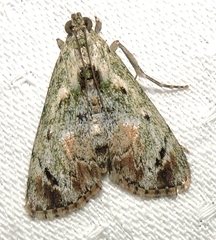 Enchesphora recurvalis