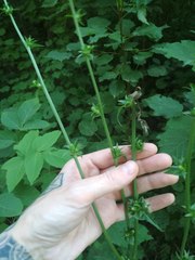 Cichorium intybus