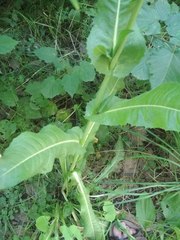 Cichorium intybus