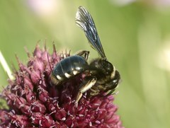 Andrena albopunctata