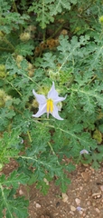 Solanum citrullifolium