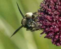 Andrena albopunctata