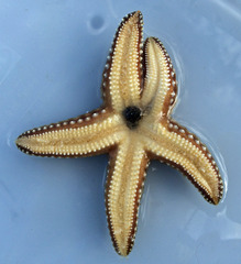 Pisaster giganteus