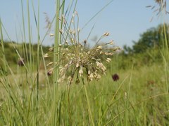 Allium flavum tauricum