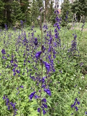 Delphinium barbeyi