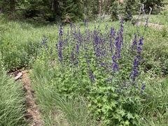 Delphinium barbeyi