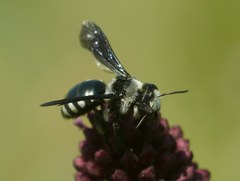 Andrena ornata