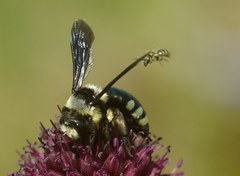 Andrena ornata