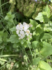 Cardamine cordifolia