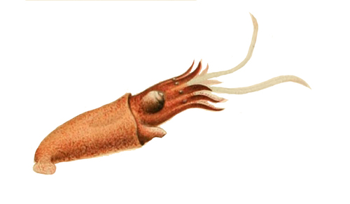 Representative image of Bathyteuthidae
