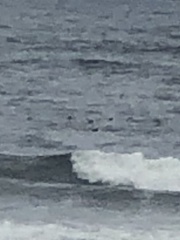 Melanitta perspicillata