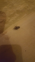 Gryllus texensis