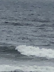 Melanitta perspicillata