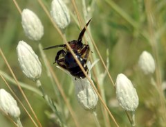 Andrena albopunctata