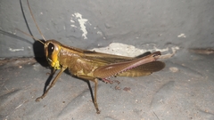 Choroedocus violaceipes