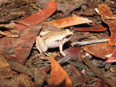 Austrochaperina gracilipes