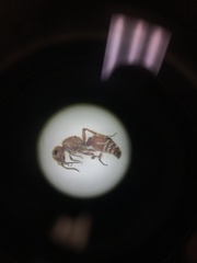 Dasymutilla scaevola