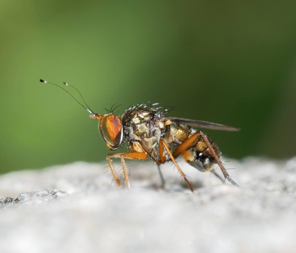 Tachytrechus