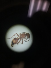 Dasymutilla scaevola