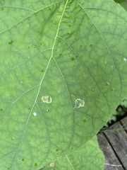 Amauromyza pleuralis