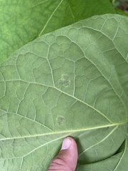 Amauromyza pleuralis