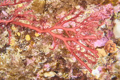 Sphaerococcus coronopifolius