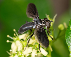 Trichopoda lanipes