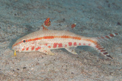 Freckled Goatfish photo 2