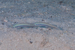 Ptereleotris rubristigma