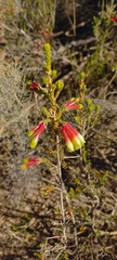 Erica unicolor