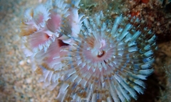 Spirobranchus corniculatus