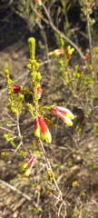 Erica unicolor