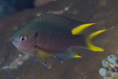 Neopomacentrus violascens