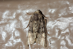 Euplexia benesimilis