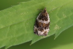 Olethreutes versicolorana