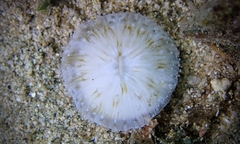 Cycloseris vaughani