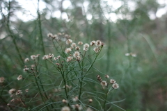 Olearia glandulosa