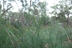 Olearia glandulosa