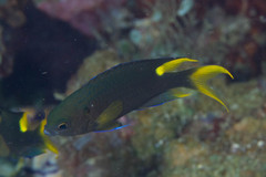 Neopomacentrus violascens