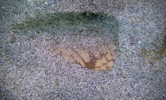 Conus striatus oahuensis