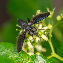 Trichopoda lanipes