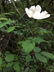 Rosa arvensis