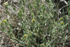 Xanthisma grindelioides