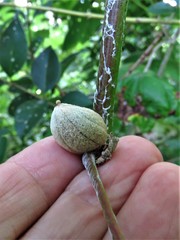 Ampelomyia vitispomum