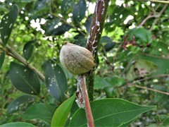 Ampelomyia vitispomum